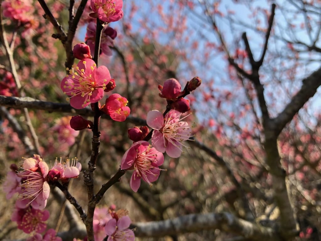 青谷梅林の梅（2月26日）