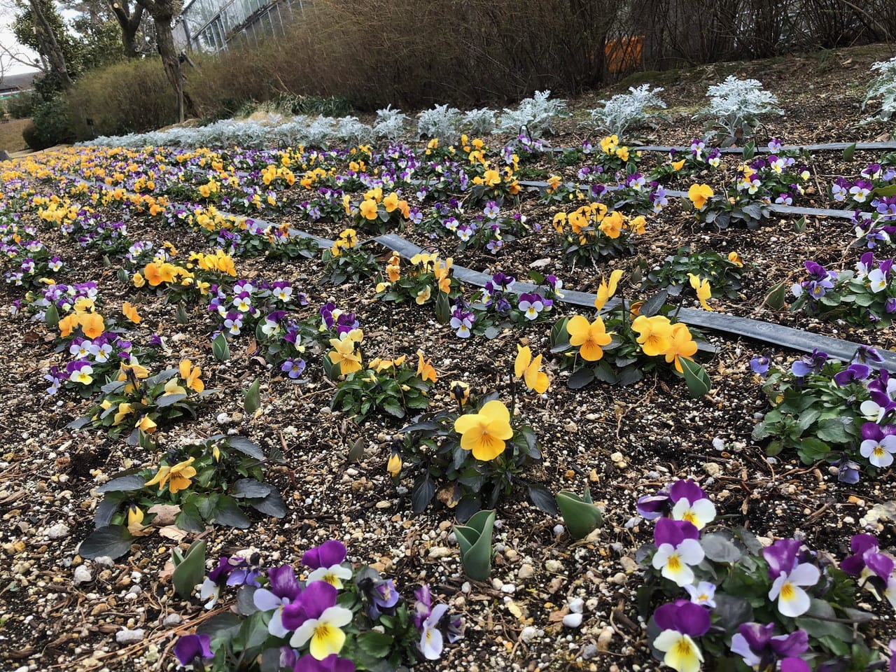 宇治市植物公園