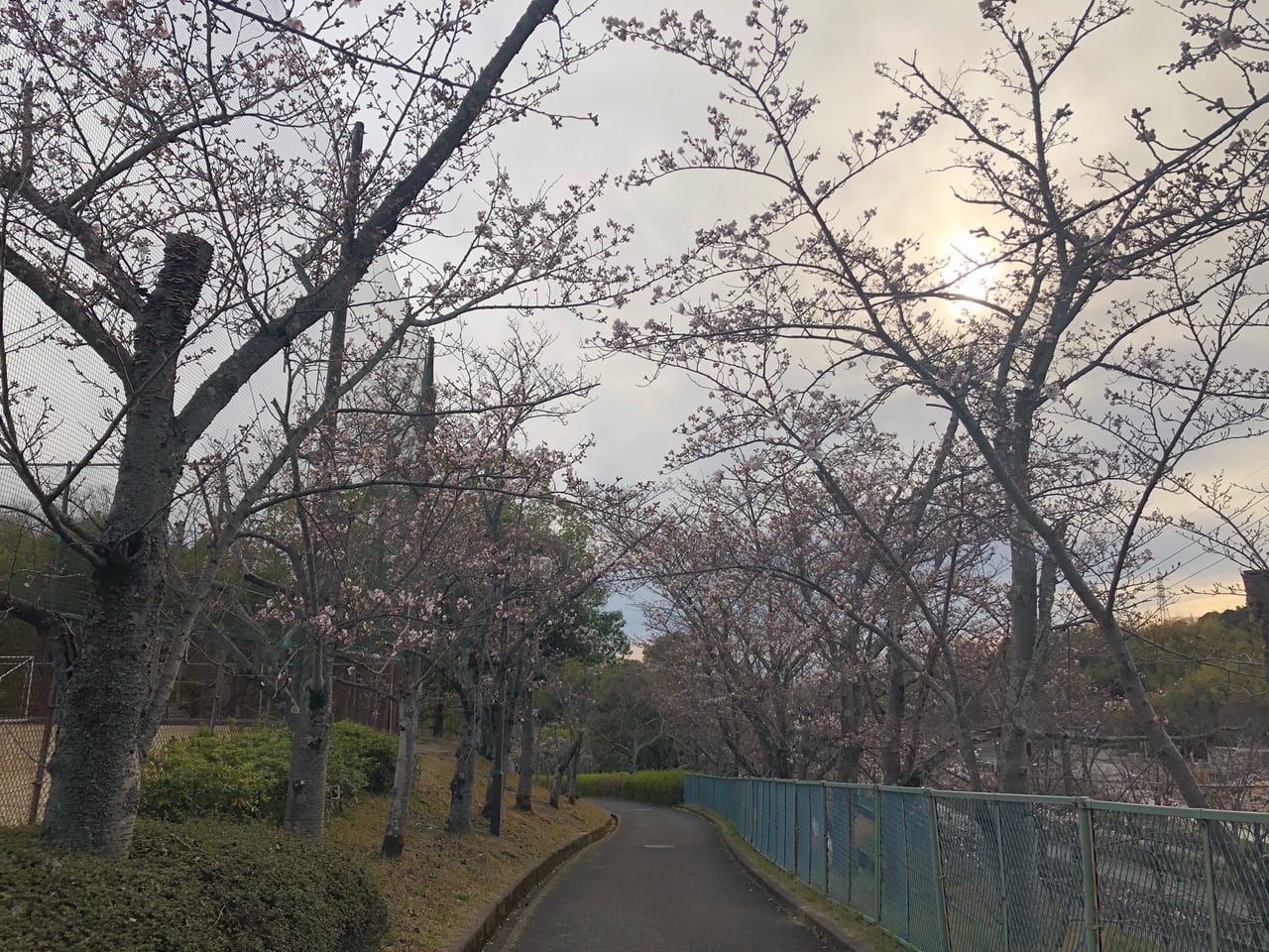 ロゴス桜20220327