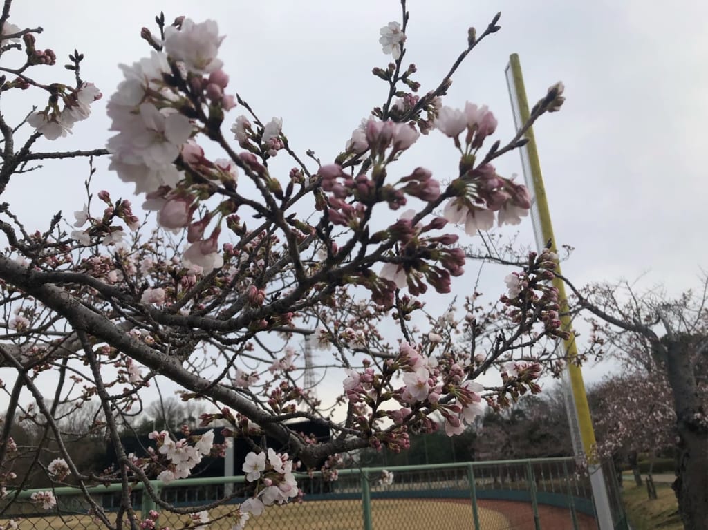 太陽が丘桜20220327