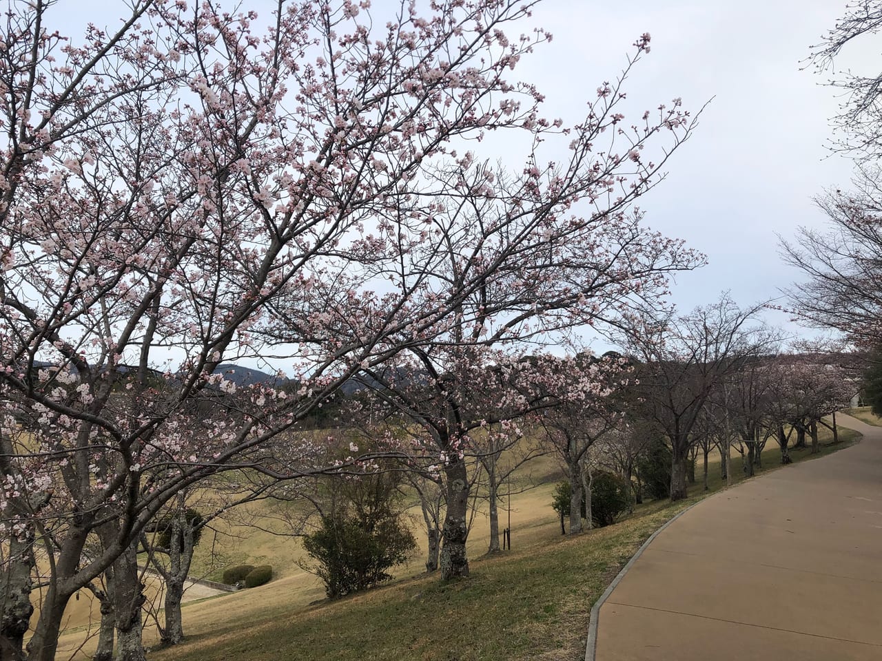 太陽が丘桜20220327