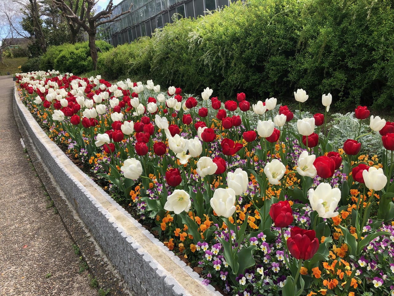 植物公園チューリップ