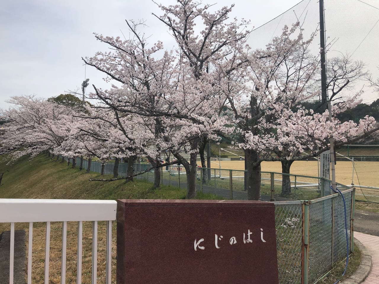 ロゴス桜20220402