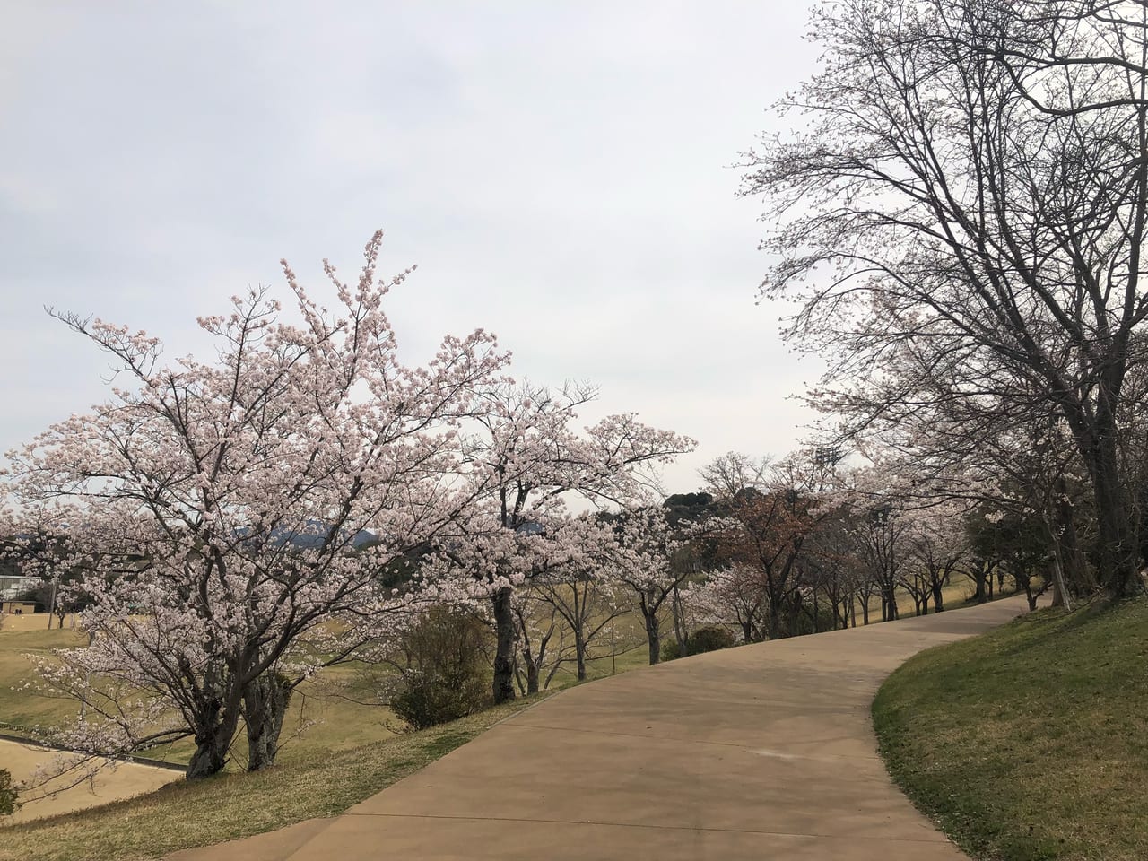 太陽が丘桜20220402