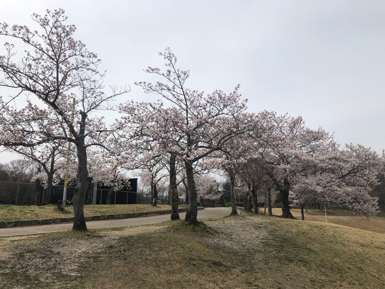 太陽が丘桜20220402