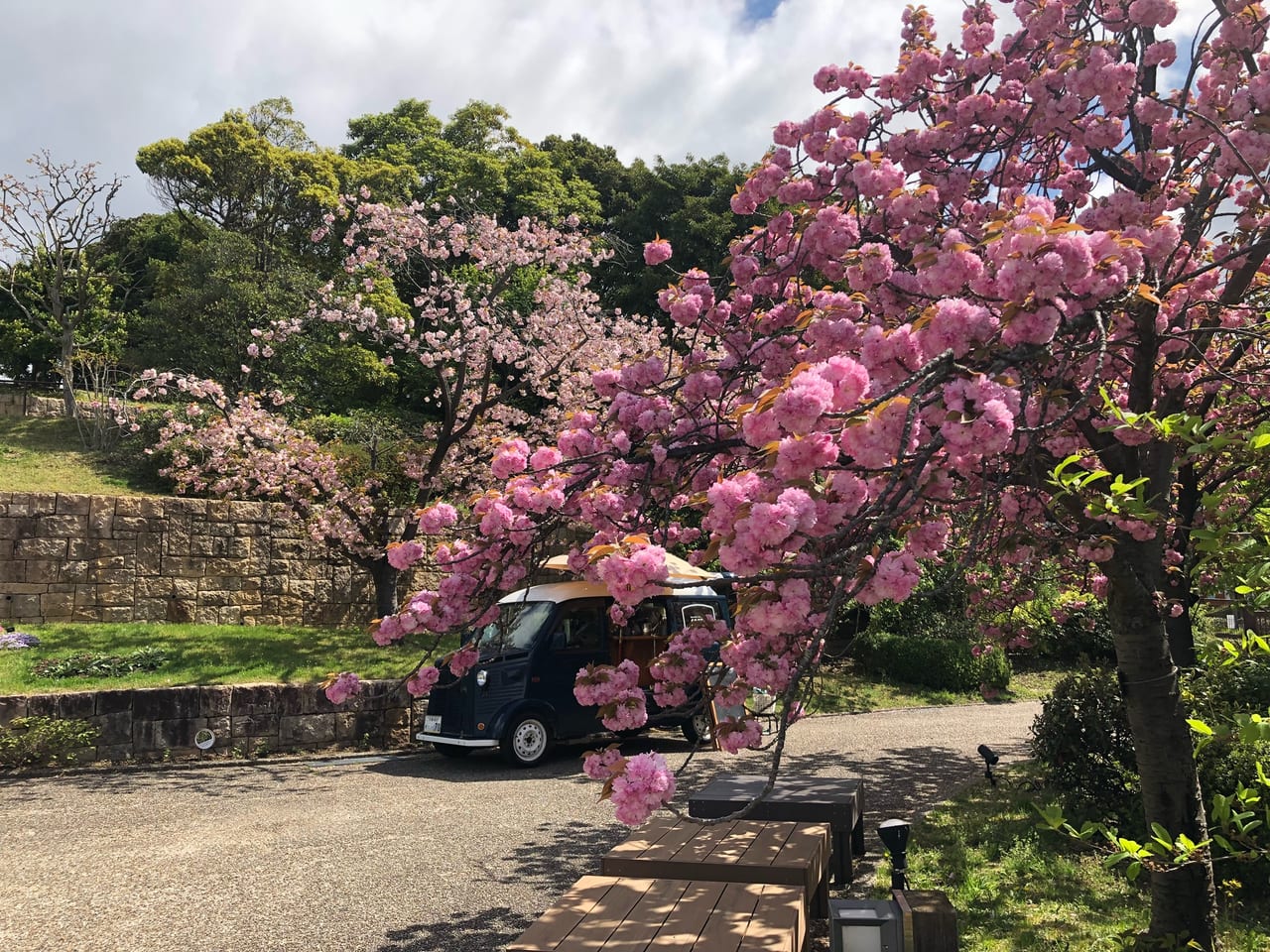 植物公園　八重桜week