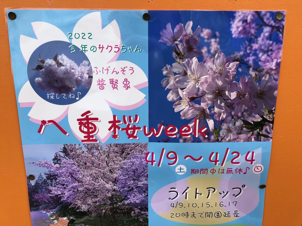 植物公園　八重桜week