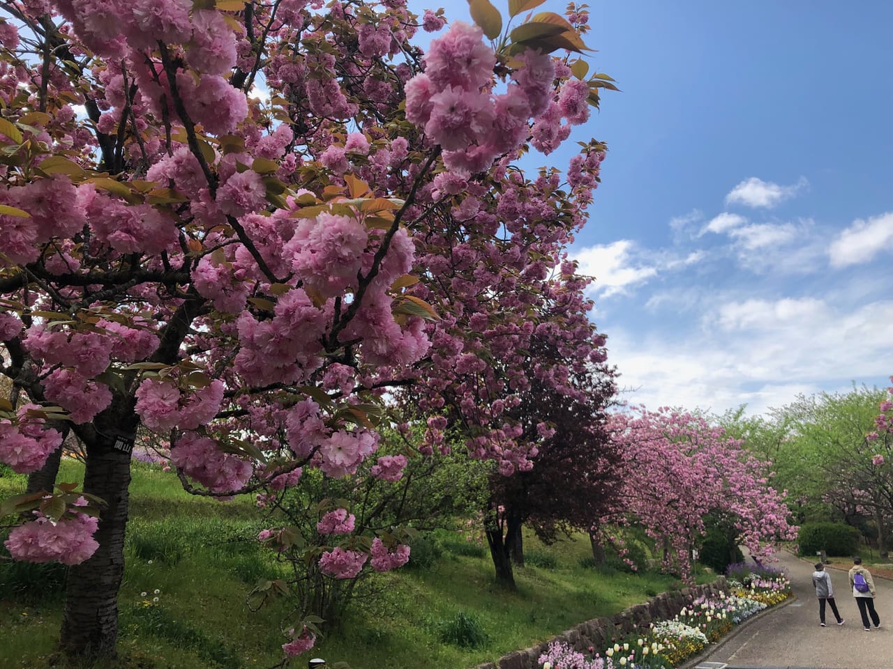 植物公園　八重桜week