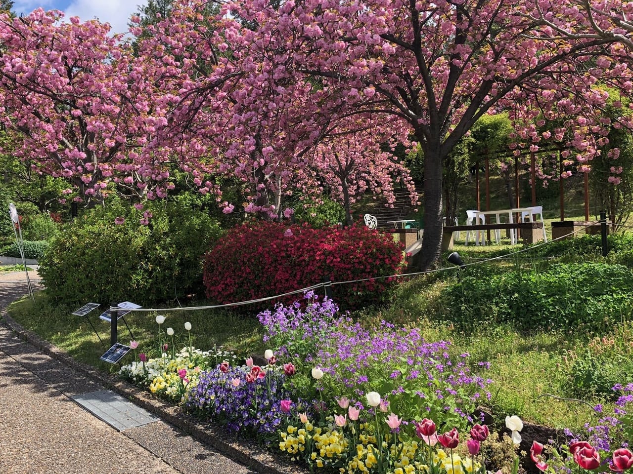 植物公園　八重桜week