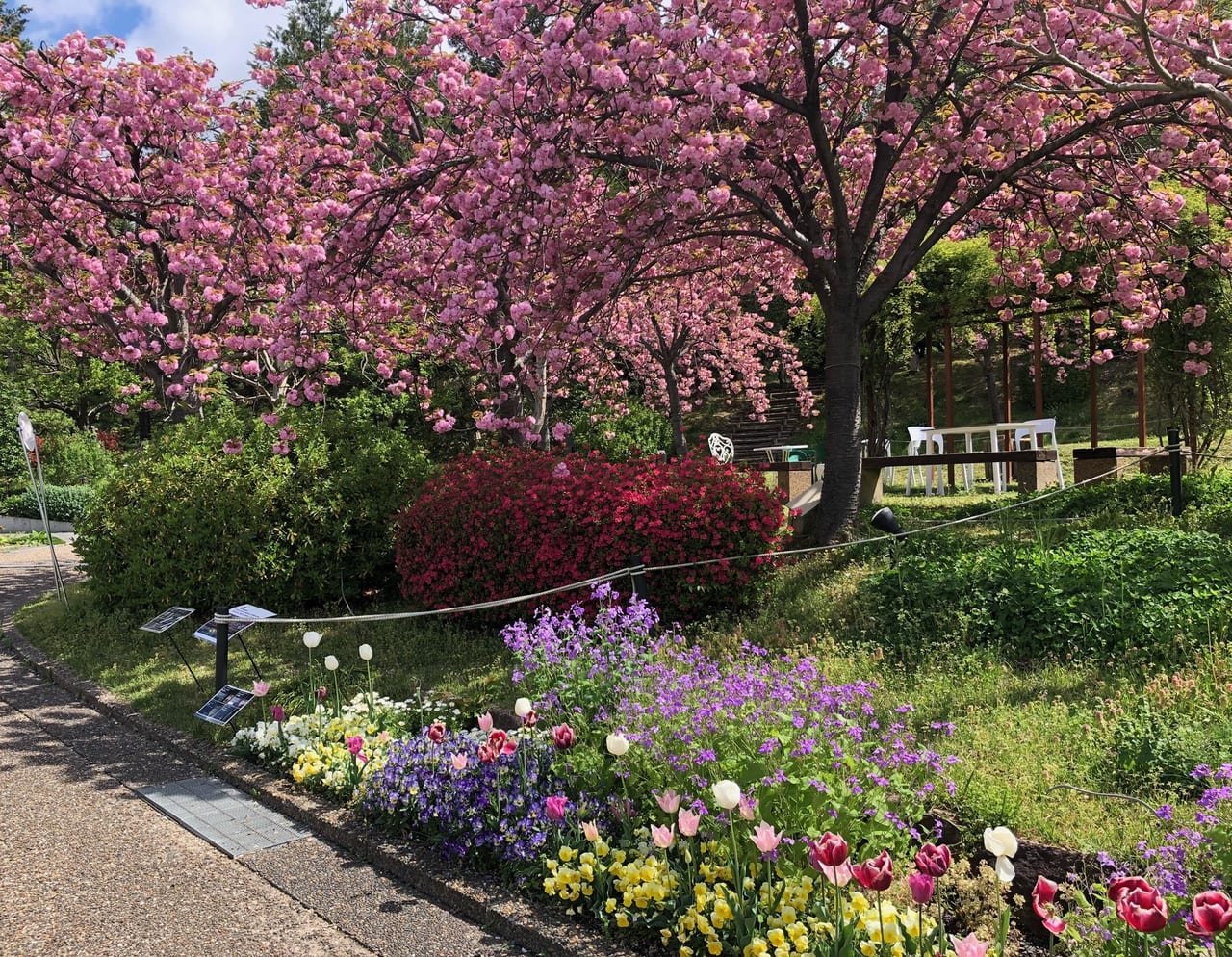 植物公園　八重桜week