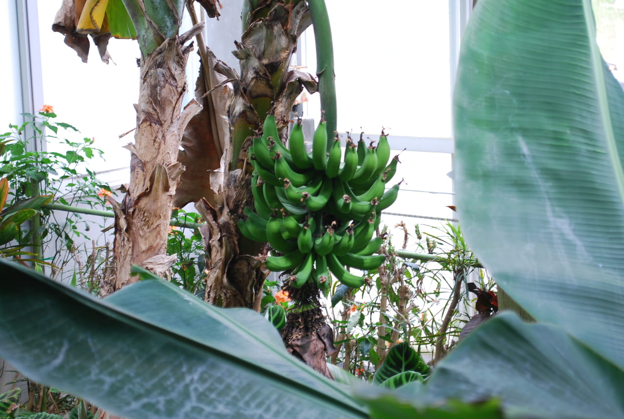 宇治市植物公園20220623　温室