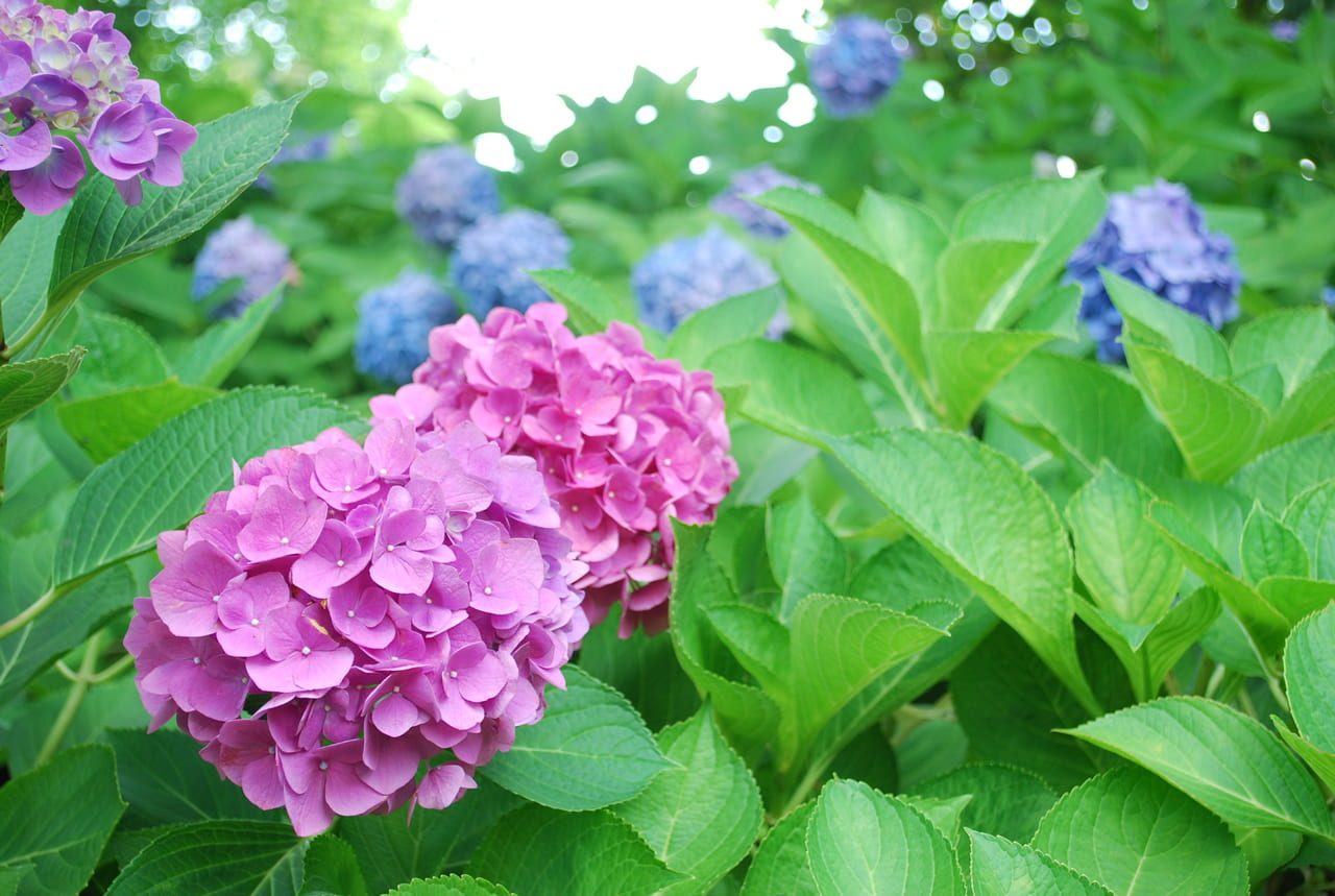 宇治市植物公園20220623