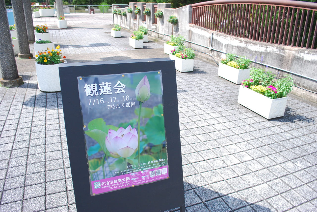 宇治市植物公園　観蓮会