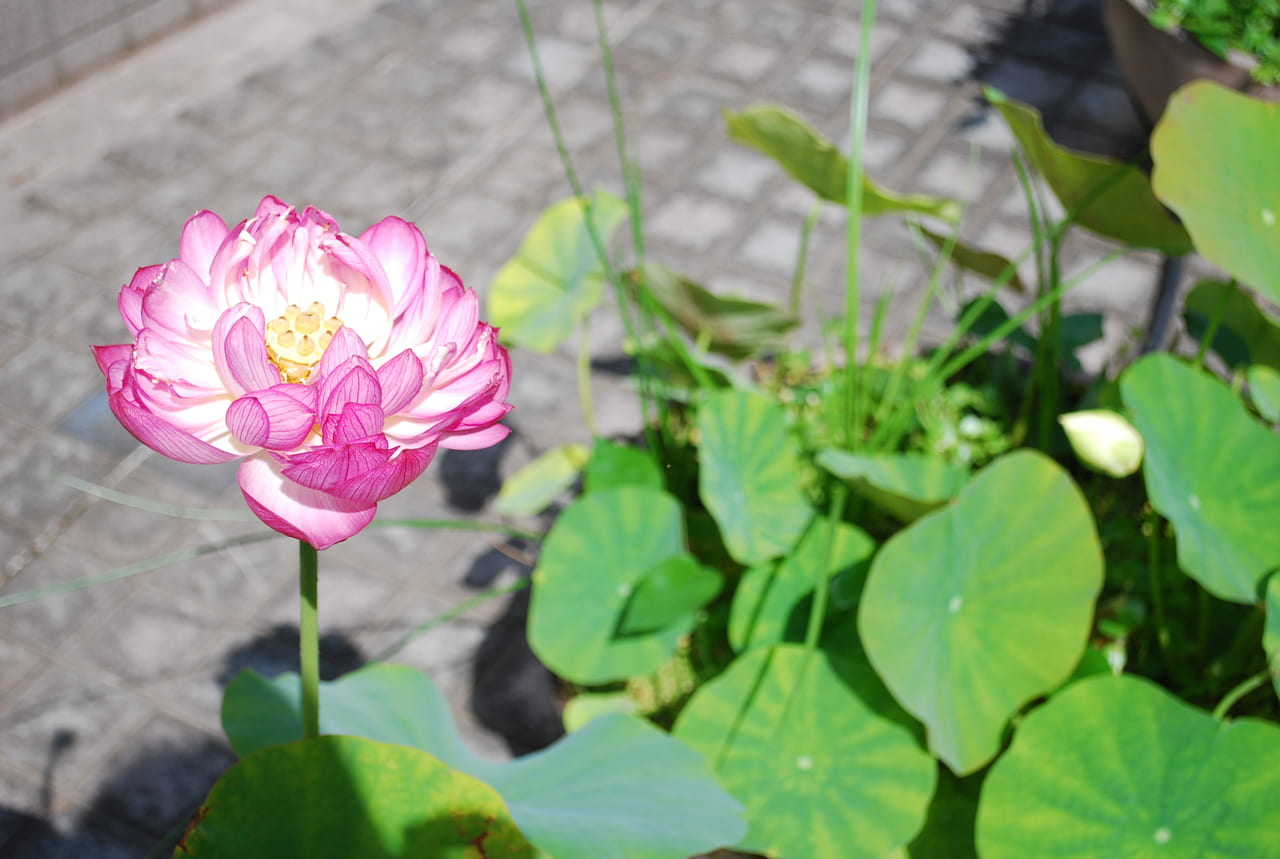 宇治市植物公園　観蓮会