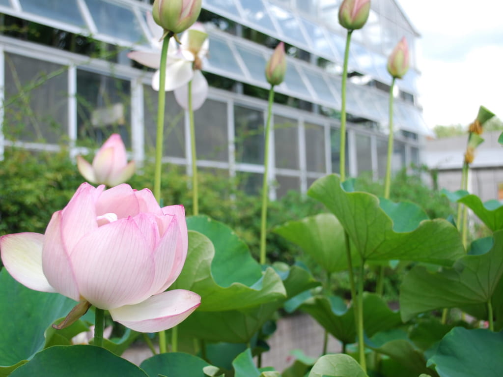 宇治市植物公園　観蓮会